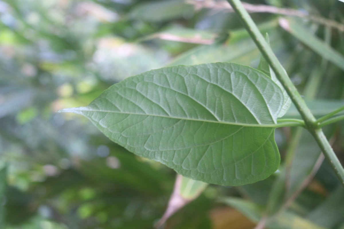 Holmskioldia sanguinea Retz.